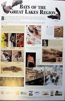 Bats Of The Great Lakes Region - Product Image