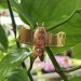 Count Bat'ula Stem Charm