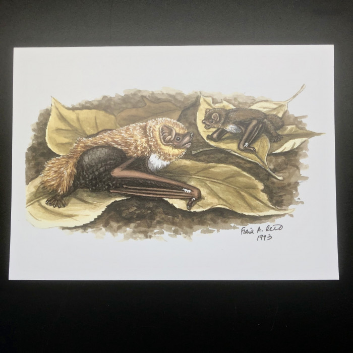 Fiona Reid Bat Art Note Cards New Releases