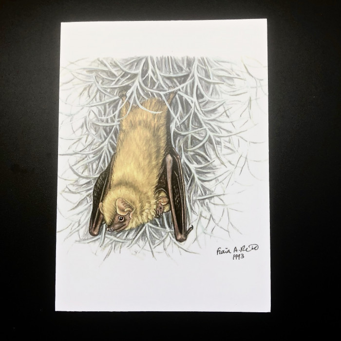 Fiona Reid Bat Art Note Cards New Releases