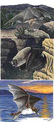 Fiona Reid Design Cards - Product Image