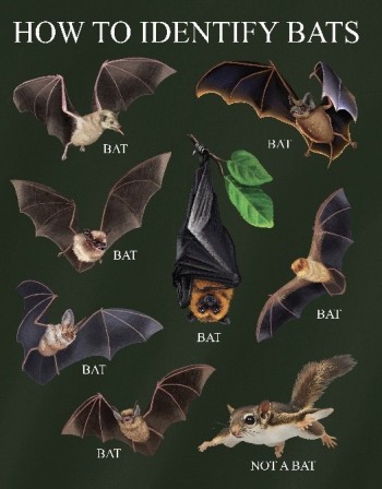 How To Identify Bats Shirt  (long sleeve) - Product Image