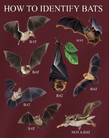 How To Identify Bats Shirt  (short sleeve) - Product Image