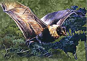PremiumRainForestFruitBatCard