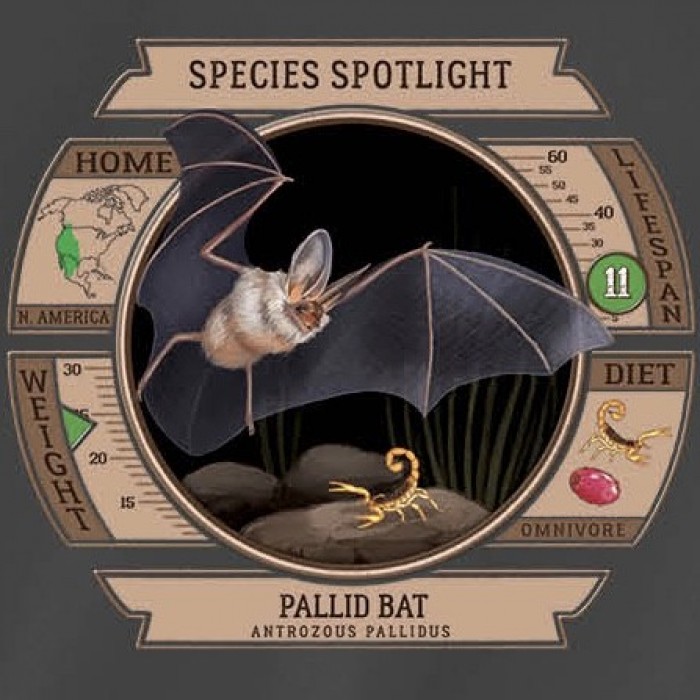 SpeciesSpotlightTeeShirt-PallidBat