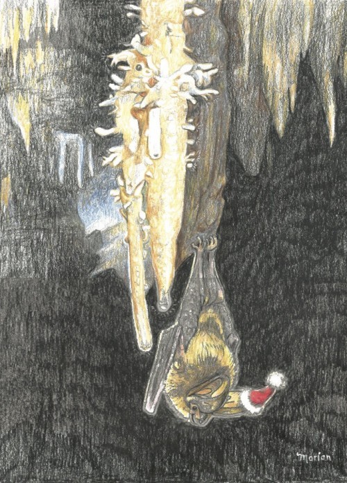 Virginia Big-Eared Santa Bat Card